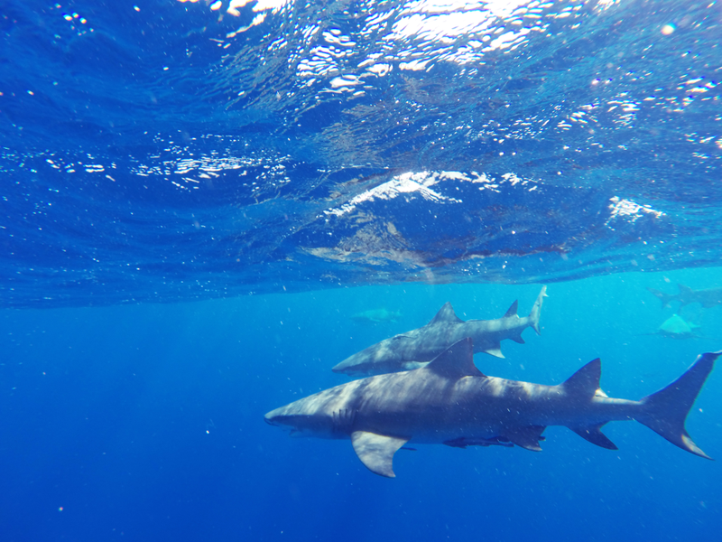 Illustration for article titled Fun with Sharkies
